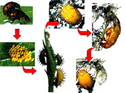 Metamorfose completa de um inseto